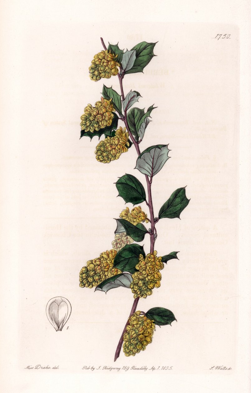 Berberis - Plaat gegraveerd door S. Watts, naar een illustratie van Sarah Anne Drake (1803-1857), uit het Botanical Register van Sydenham Edwards (1768-1819), Engeland door Sydenham Teast Edwards