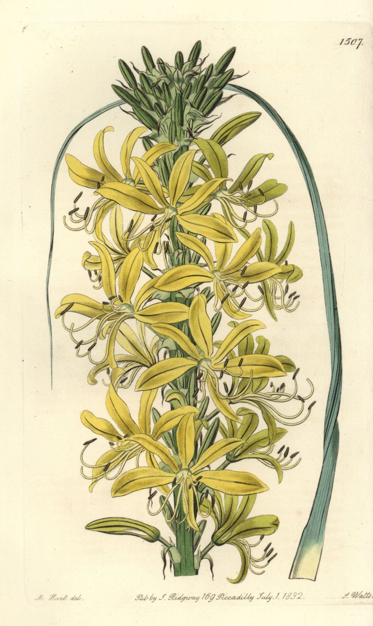 Bessen Asphodele - Asphodeline lutea (Siberische gele asphodel, Asphodelus luteus var. sibiricus) door Sydenham Teast Edwards