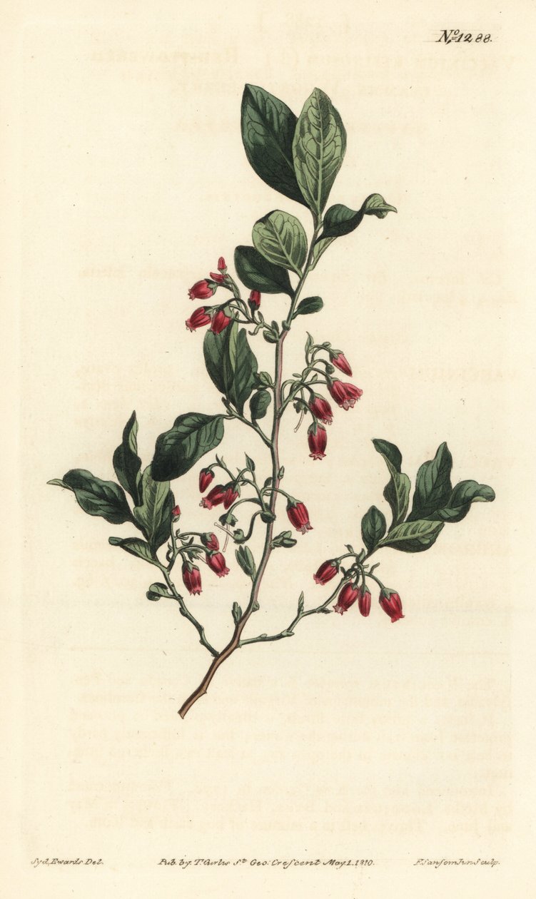 Zwarte bosbes, Gaylussacia baccata (Roodbloemige kleverige bosbes, Vaccinium resinosum) - Handgekleurde kopergravure door F. Sansom Jr. naar een illustratie van Sydenham Edwards uit William Curtis