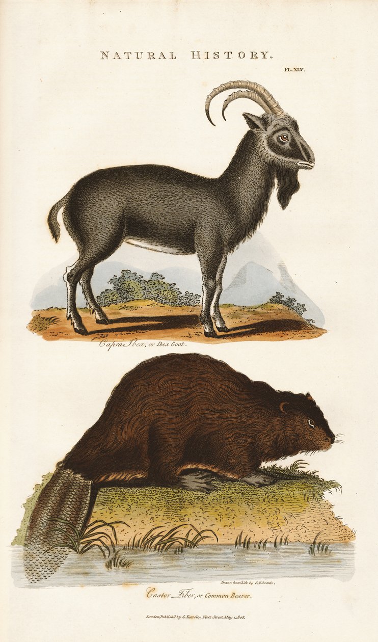 Blauwe geit en bever door Sydenham Teast Edwards