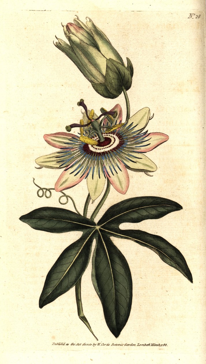Blauwe Passiflora - Gewone passiebloem, Passiflora caerulea. Handgekleurde kopergravure naar een botanische illustratie door Sydenham Edwards uit William Curtis