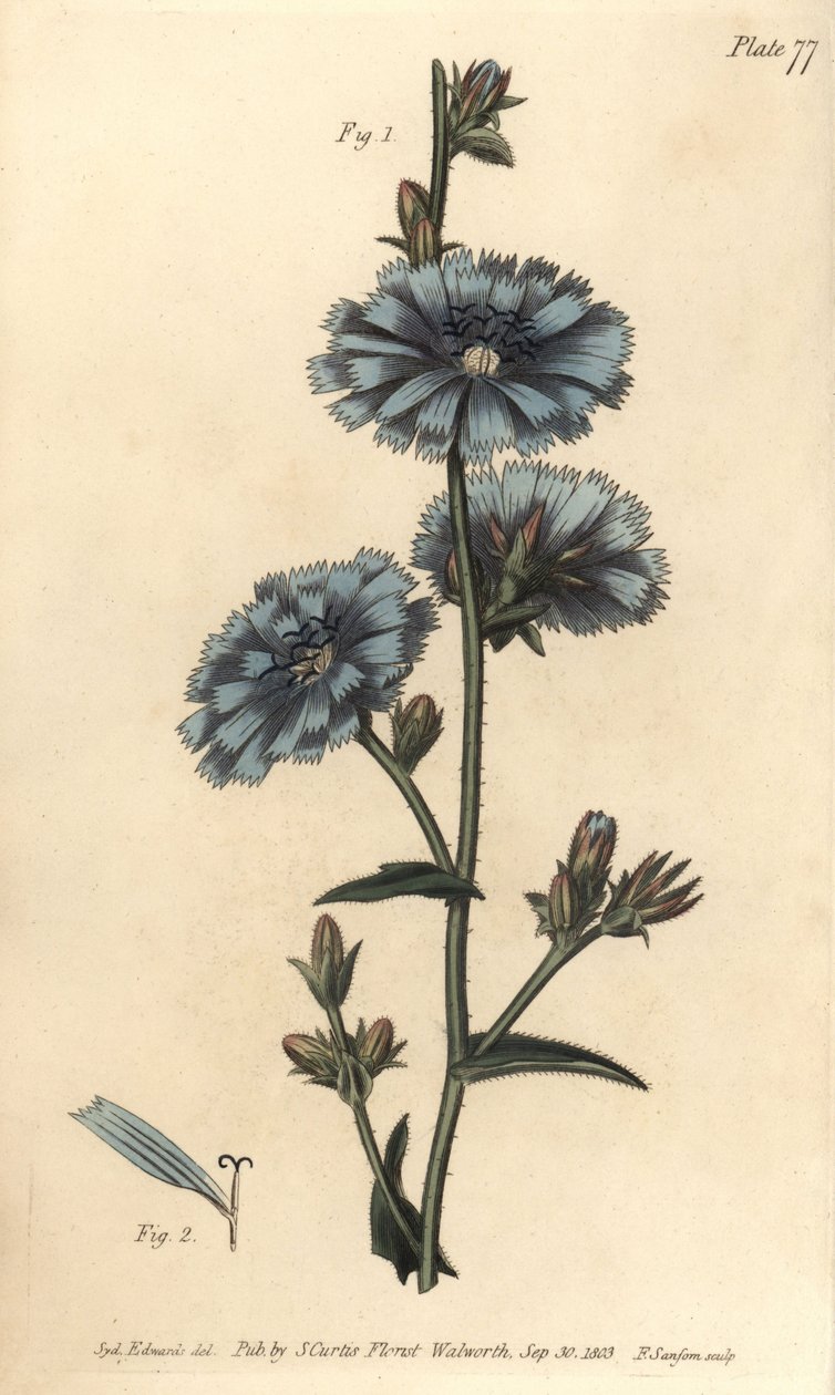 Blauwe succory of gewone cichorei, uit William Curtis