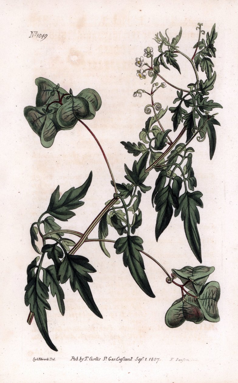 Botanie: cardiosperm of hart erwten. Glad hartzaad of ballonplant, Cardiospermum halicacabum. Handgekleurde kopergravure door F. Sansom naar een illustratie door Sydenham Edwards uit William Curtis