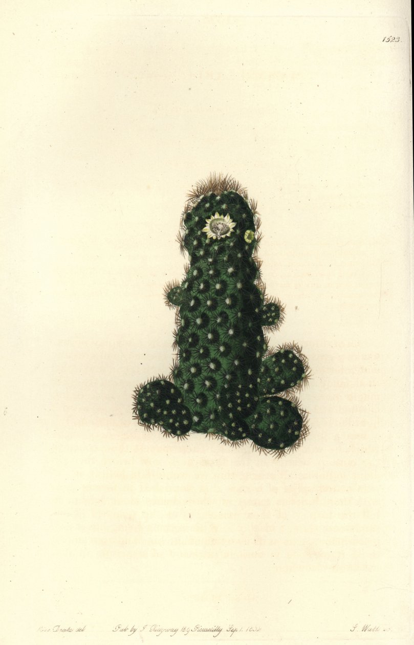 Cactus tenuis (Taper mammillaria, Mammillaria tenuis), uit het Botanical Register door Sydenham Teast Edwards