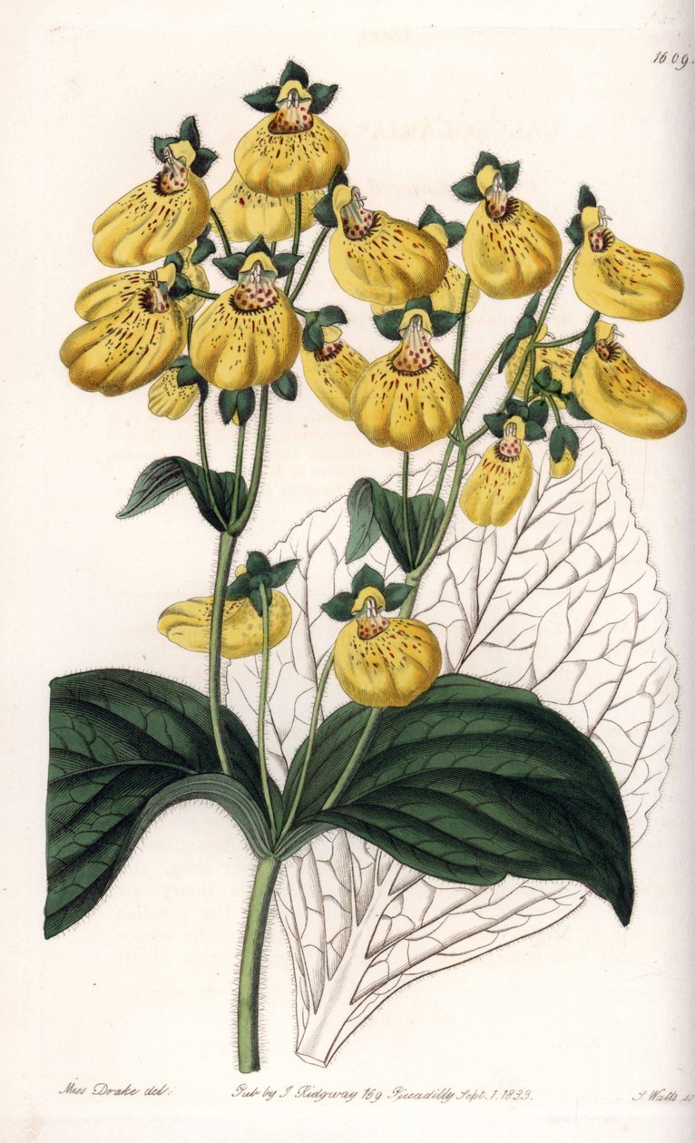 Calceolary of kleine pantoffel, met gele bloemen - Gegraveerde plaat door S.Watts, naar een illustratie van Sarah Anne Drake (1803-1857), uit het Botanical Register van Sydenham Edwards (1768-1819), Engeland door Sydenham Teast Edwards