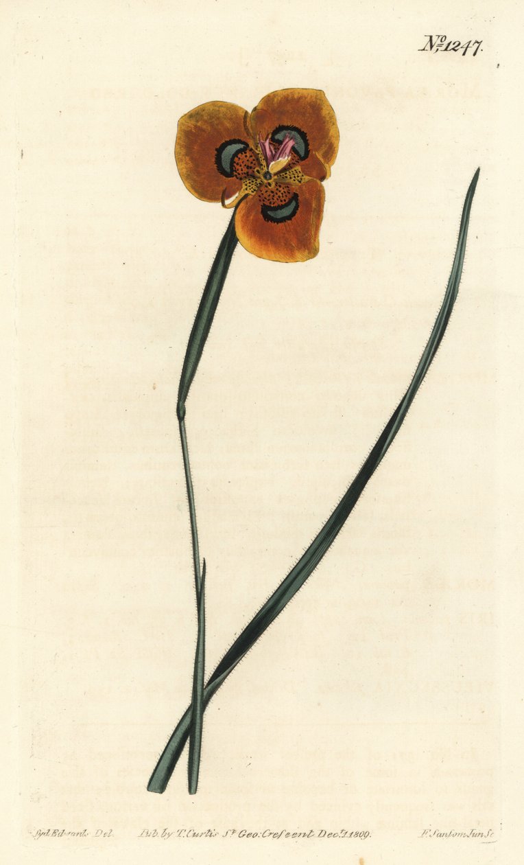 Kaapse tulp - Oranje gekleurde moraea, Moraea tulbaghensis (Moraea pavonia) - uit William Curtis