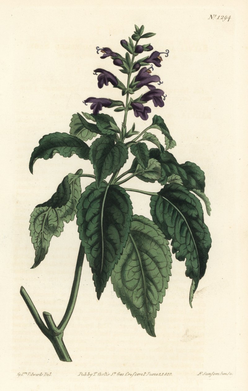 Caribische salie, Salvia lamiifolia (Paarse bloeiende salie, Salvia amoena) - uit William Curtis