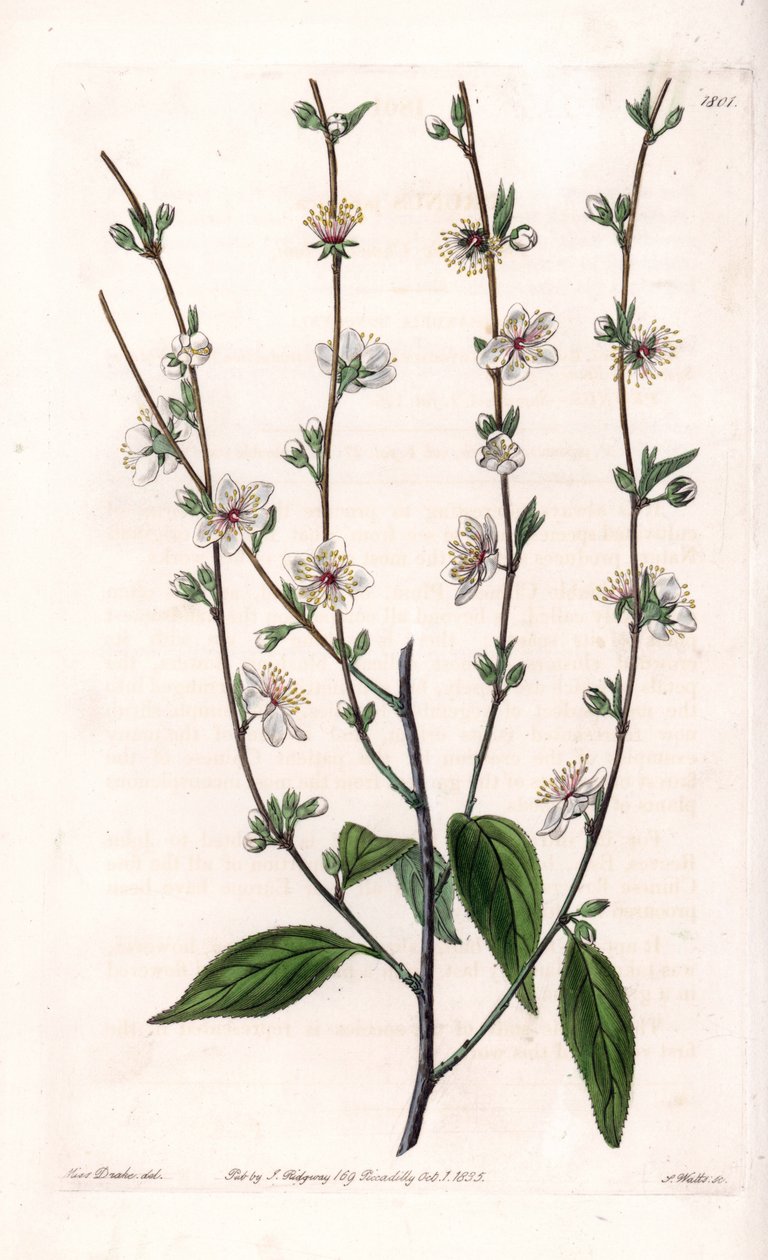 Kersenboom - Gegraveerde plaat door S.Watts, uit een illustratie van Sarah Anne Drake (1803-1857), uit het Botanical Register van Sydenham Edwards (1768-1819), Engeland door Sydenham Teast Edwards