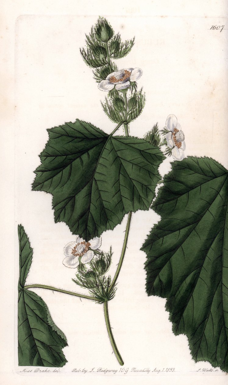 Kastanjewijnstok - Plaat gegraveerd door S.Watts, naar een illustratie van Sarah Anne Drake (1803-1857), uit het Botanical Register van Sydenham Edwards (1768-1819), Engeland door Sydenham Teast Edwards