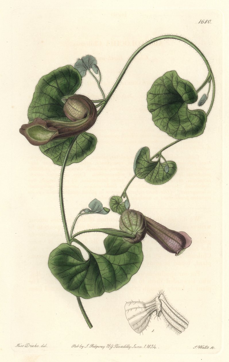 Chileense aristoloche of vossenoren door Sydenham Teast Edwards