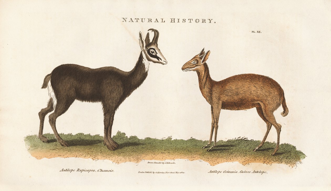 Chinese en Guinee-antilopen door Sydenham Teast Edwards