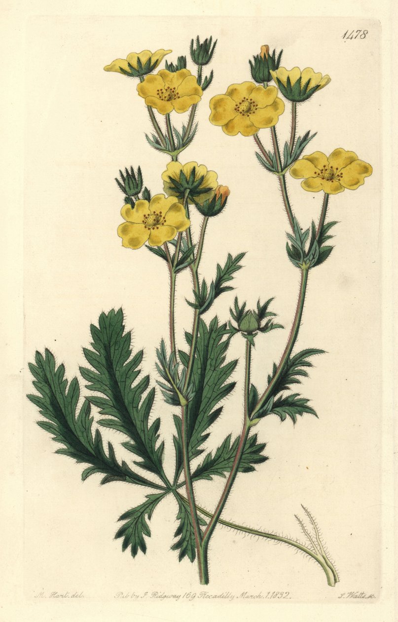 Potentilla laciniosa door Sydenham Teast Edwards