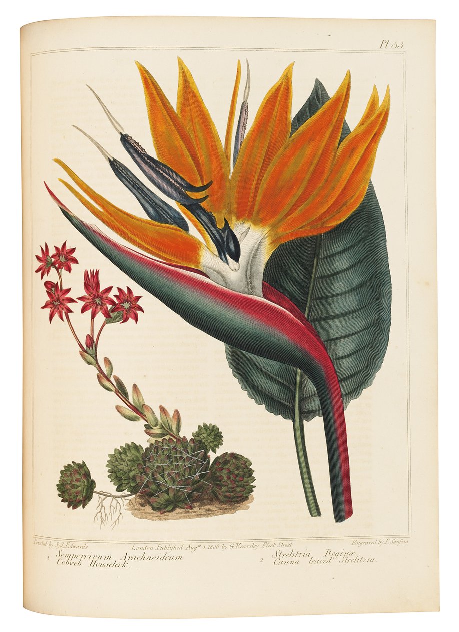 Spinrag Huislook en Canna Bladige Strelitzia door Sydenham Teast Edwards