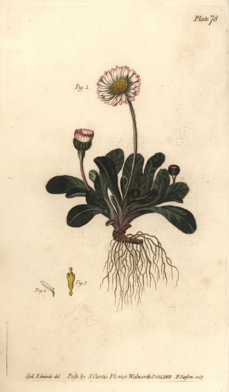 Madeliefje, Bellis perennis, Polygamia superflua. Handgekleurde kopergravure door F. Sansom van een botanische illustratie door Sydenham Edwards voor William Curtis