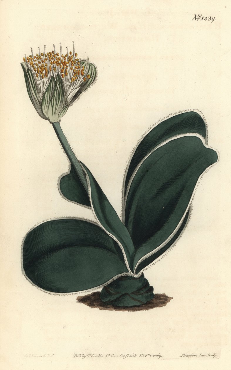 Olifantsoor - Witbloemige haemanthus, Haemanthus albiflos. Handgekleurde kopergravure door F. Sansom Jr. naar een illustratie van Sydenham Edwards uit William Curtis