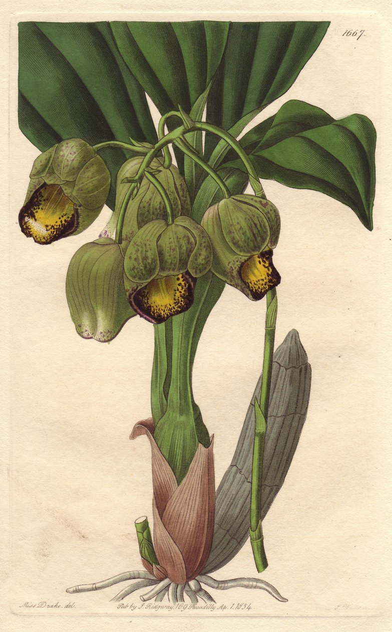Epifytische orchidee, lichtgele catasetum, inheems in Brazilië door Sydenham Teast Edwards