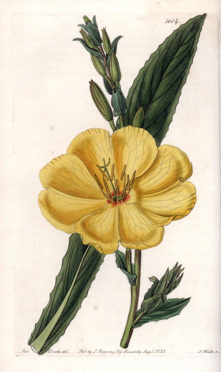 Avondprimula met grote bloemen - Gegraveerd bord door S.Watts, uit een illustratie van Sarah Anne Drake, uit het Botanical Register van Sydenham Edwards, Engeland door Sydenham Teast Edwards