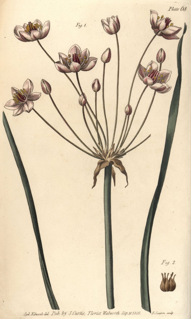 Bloeiende rus, Butomus umbellatus, Hexagynia, hermafrodiete bloem 1 en stampers 2 door Sydenham Teast Edwards
