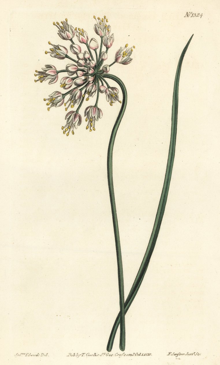 Knikkende ui, damessjalot of gebogen knoflook, Allium cernuum - uit William Curtis