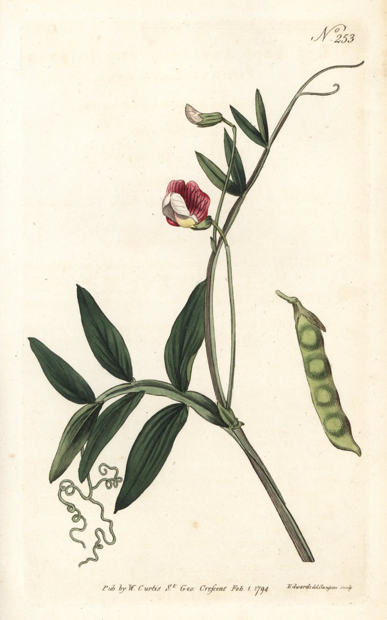 Gesse climene - Spaanse vetchling, Lathyrus clymenum (Geknoopte peul lathyrus, Lathyrus articulatus) door Sydenham Teast Edwards