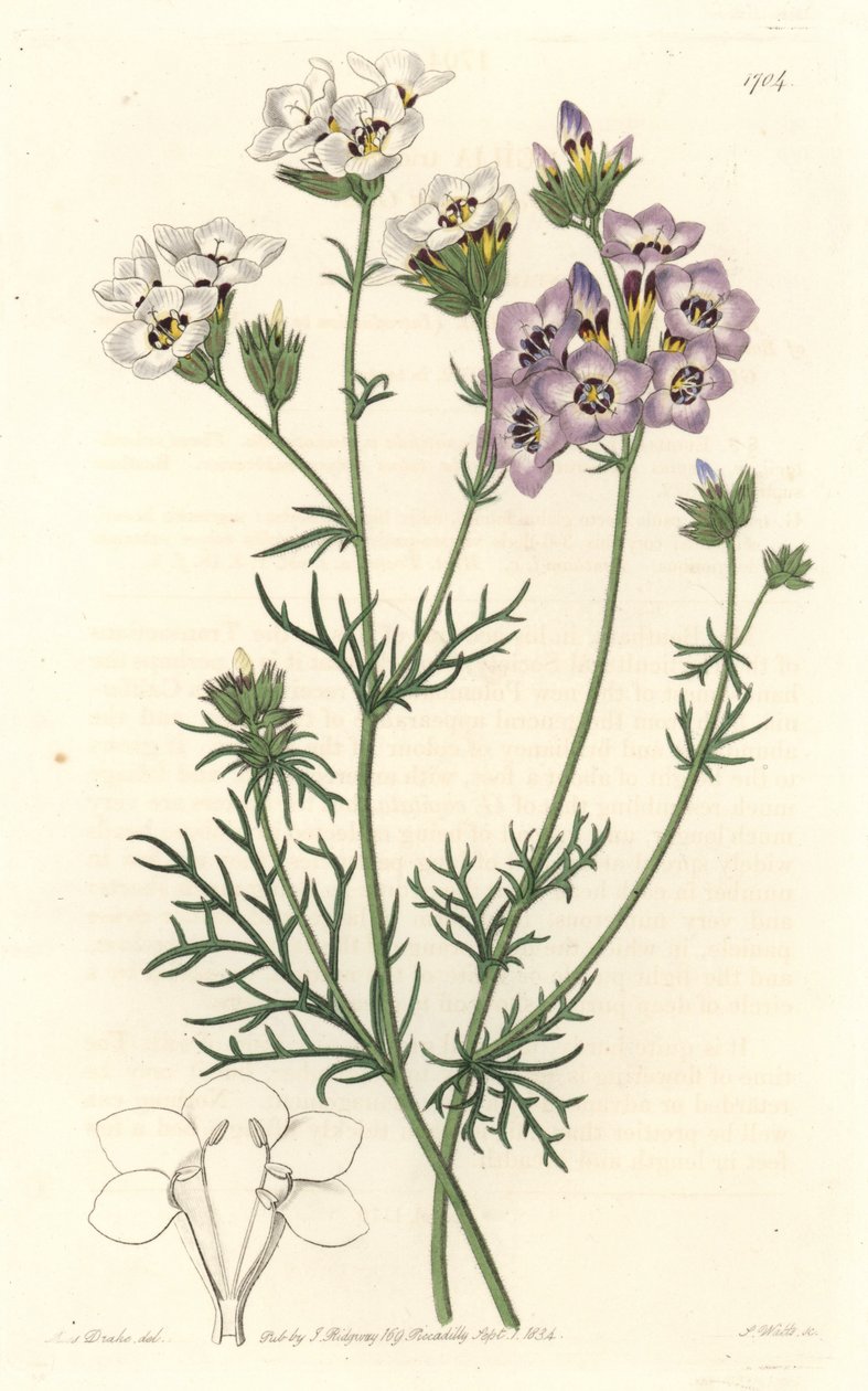Gilia tricolor, witte en paarse variëteiten, inheems in Californië - uit het Botanical Register door Sydenham Teast Edwards