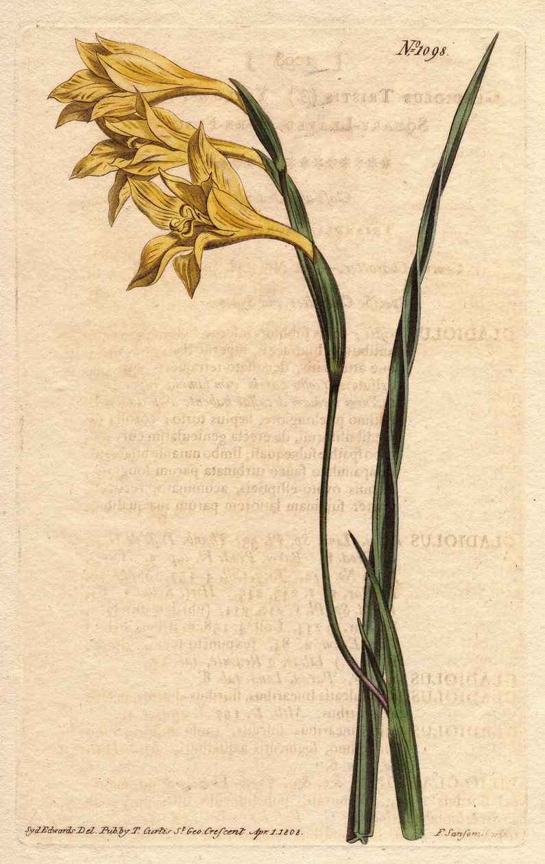 Glaieul heeft gele bloemen in epis en zwaardvormige bladeren. Geelbloemige, vierkante bladeren cornflag. Gladiolus tristis. Handgekleurde kopergravure naar een botanische illustratie van Sydenham Edwards uit William Curtis