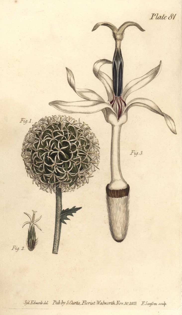 Kogeldistel, Echinops sphaerocephalus, Polygamia segregata, bloem 1, en enkele bloem 2,3. Handgekleurde kopergravure door F. Sansom van een botanische illustratie door Sydenham Edwards voor William Curtis