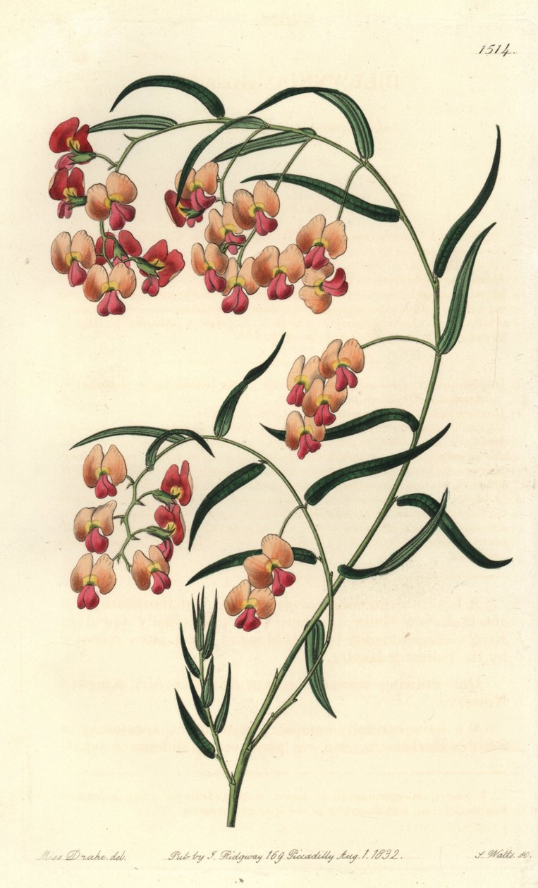 Dillwynia glycinifolia door Sydenham Teast Edwards
