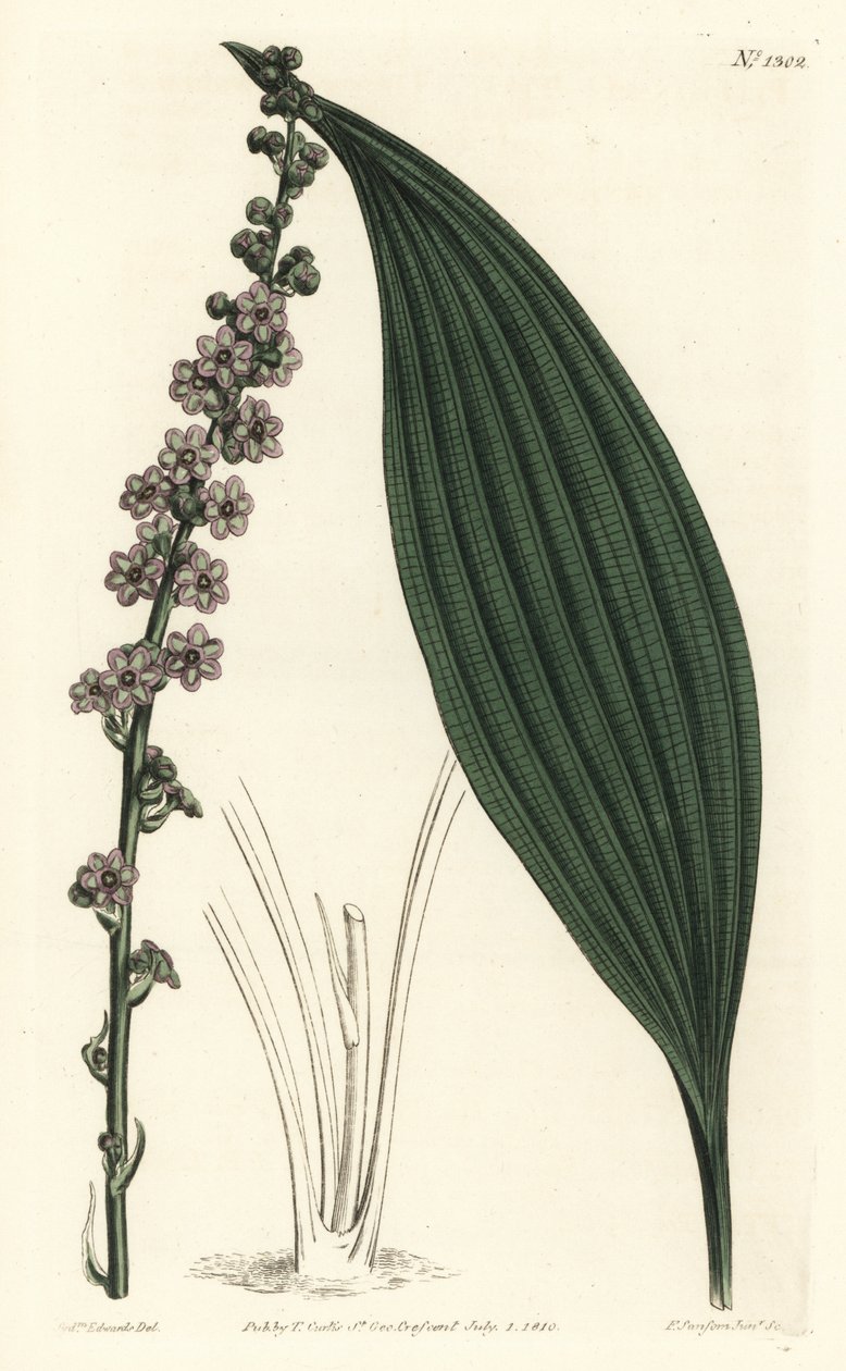 Groenbloemige teta, Peliosanthes teta. Handgekleurde kopergravure door F. Sansom Jr. naar een illustratie van Sydenham Edwards uit William Curtis