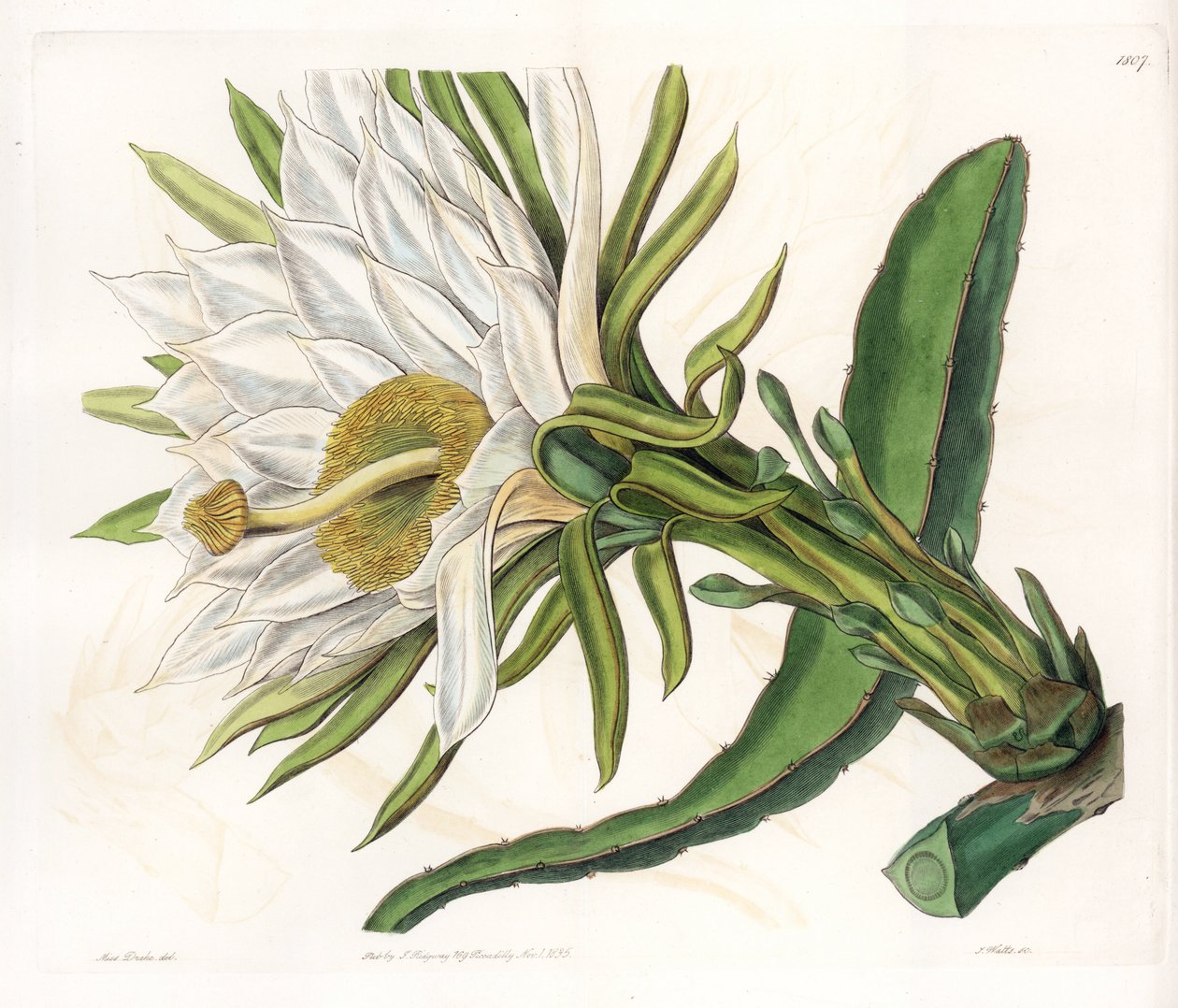 Hylocereus bloem, variëteit van epifytische cactus - Plaat gegraveerd door S.Watts, uit een illustratie van Sarah Anne Drake (1803-1857), uit het Botanical Register van Sydenham Edwards (1768-1819), Engeland door Sydenham Teast Edwards