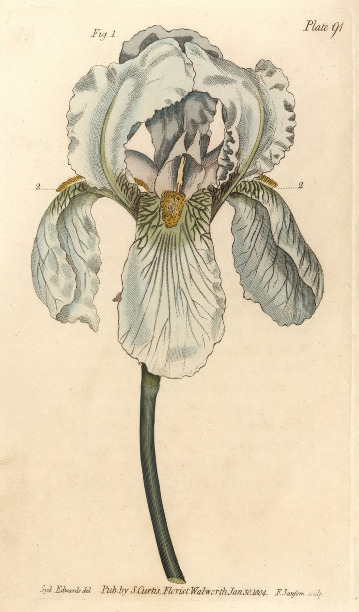 Iris florentina, Iris germanica nothovar. Handgekleurde kopergravure door F. Sansom van een botanische illustratie door Sydenham Edwards voor William Curtis