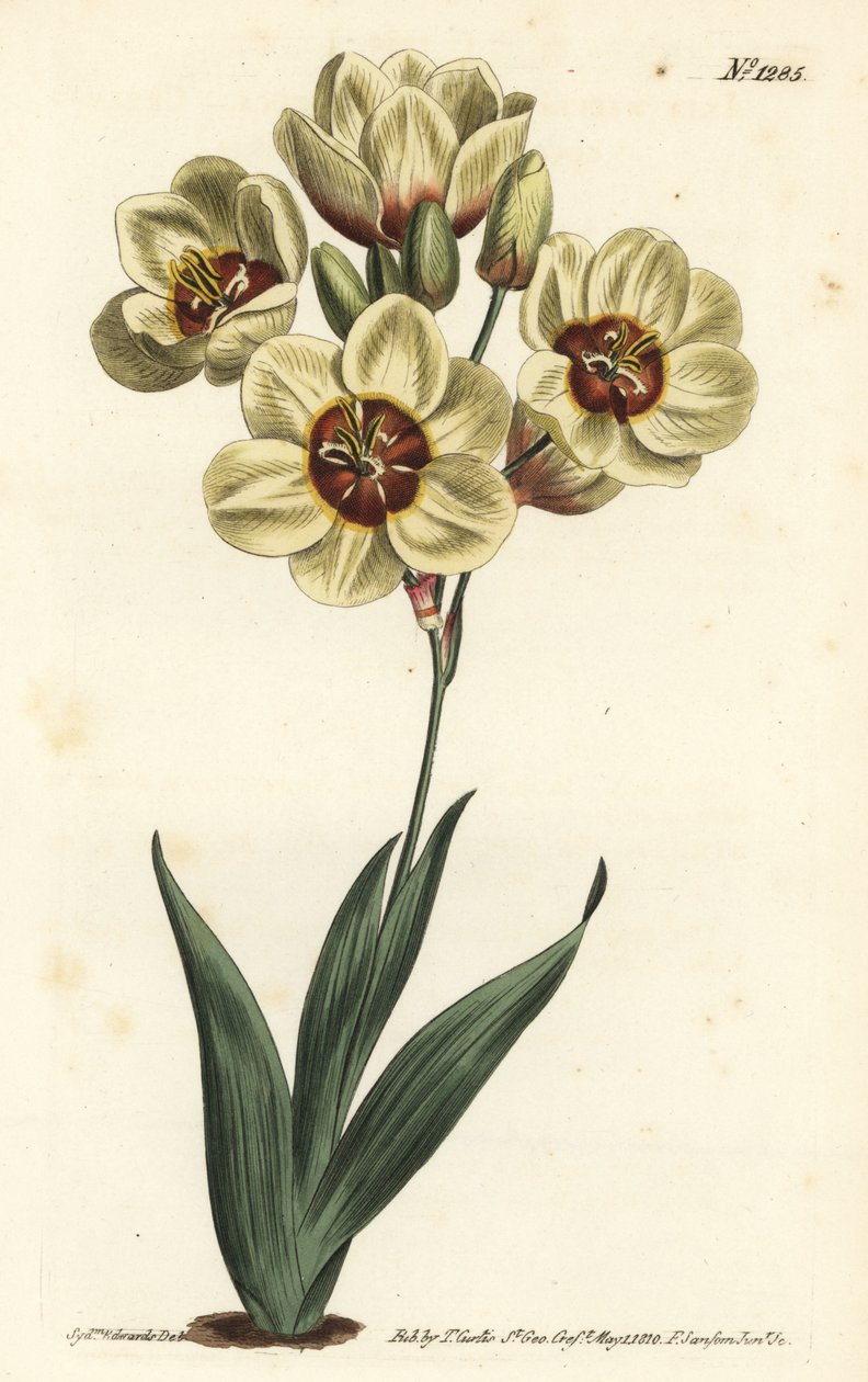 Ixia abbreviata (Crèmekleurige gevlekte ixia, Ixia maculata v. ochroleuca). Handgekleurde kopergravure door F. Sansom Jr. naar een illustratie van Sydenham Edwards uit William Curtis