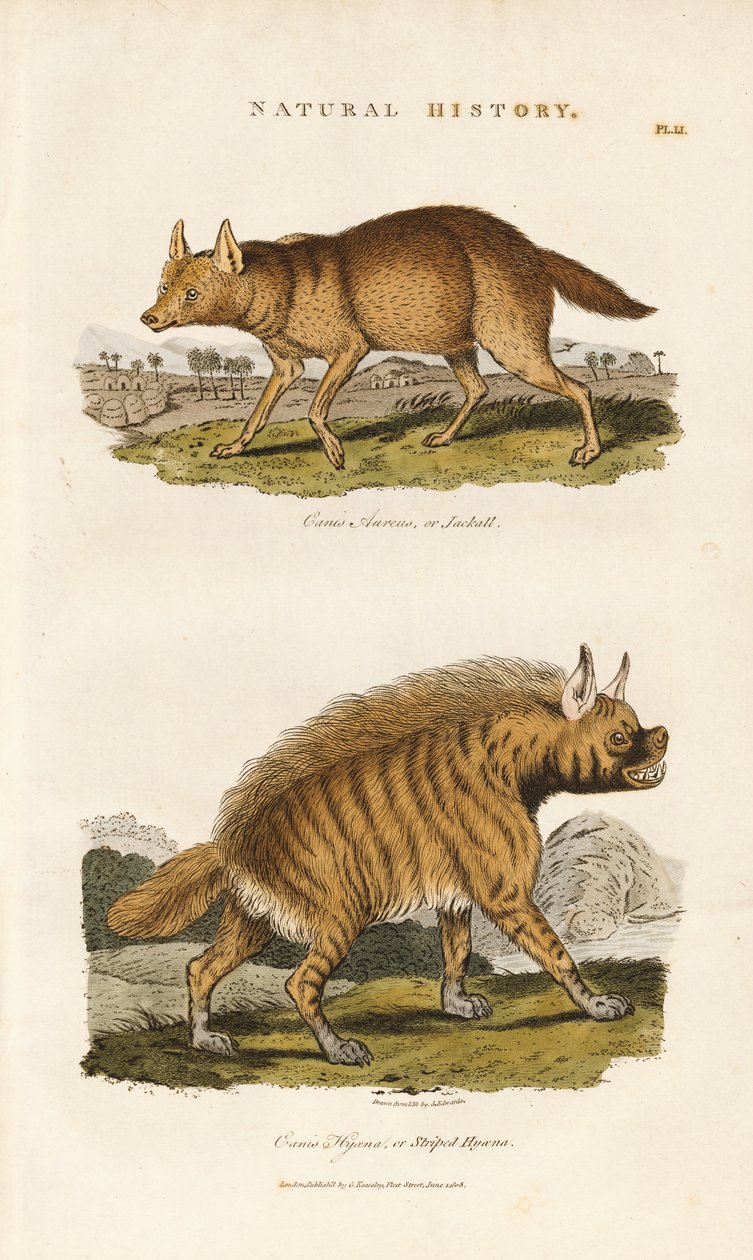 Jakhals en gestreepte hyena door Sydenham Teast Edwards