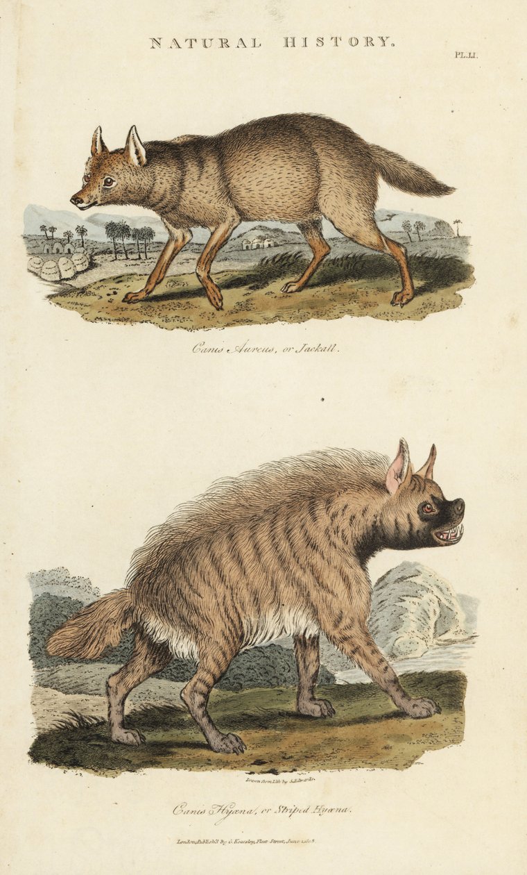 Jakhalsdore en hyena - Gouden jakhals, Canis aureus, en gestreepte hyena, Hyaena hyaena. Handgekleurde kopergravure naar Sydenham Edwards uit John Mason Good