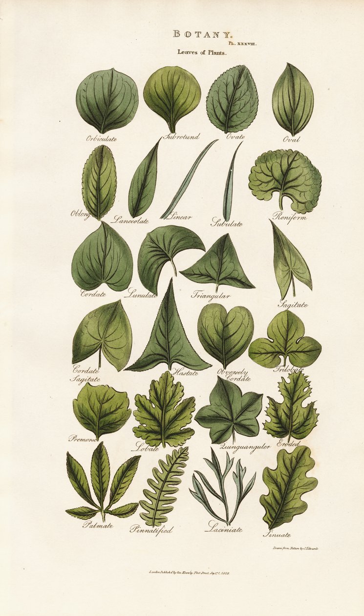 Bladvormen in botanische morfologie door Sydenham Teast Edwards