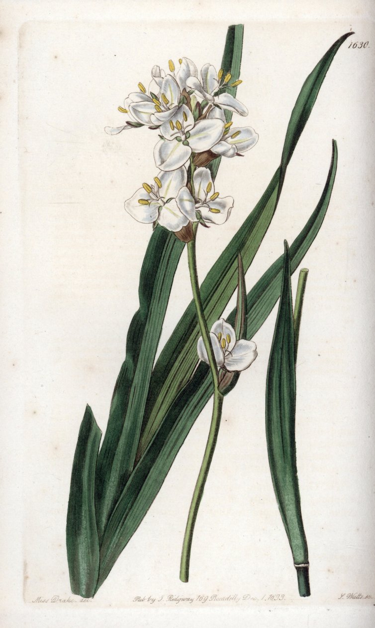 Libertia, endemisch in Chili - Gegraveerd door S.Watts, uit een illustratie van Sarah Anne Drake, uit het Botanical Register van Sydenham Edwards, Engeland door Sydenham Teast Edwards