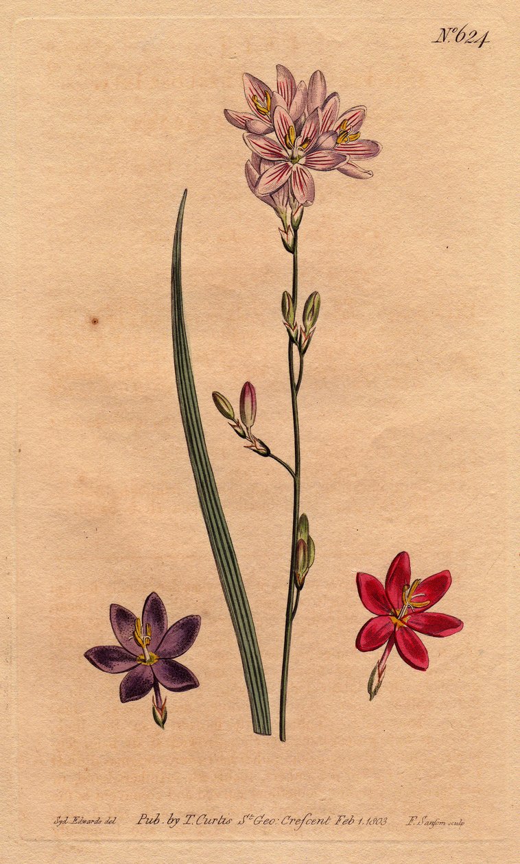 Lelies van de bles, met voorbeelden van verschillende kleuren: roze, paars, scharlaken. Flexuose ixia met kleurvariëteiten: roze, paars en scharlaken. Ixia flexuosa. Handgekleurde kopergravure uit een botanische illustratie door Sydenham Edwards door Sydenham Teast Edwards