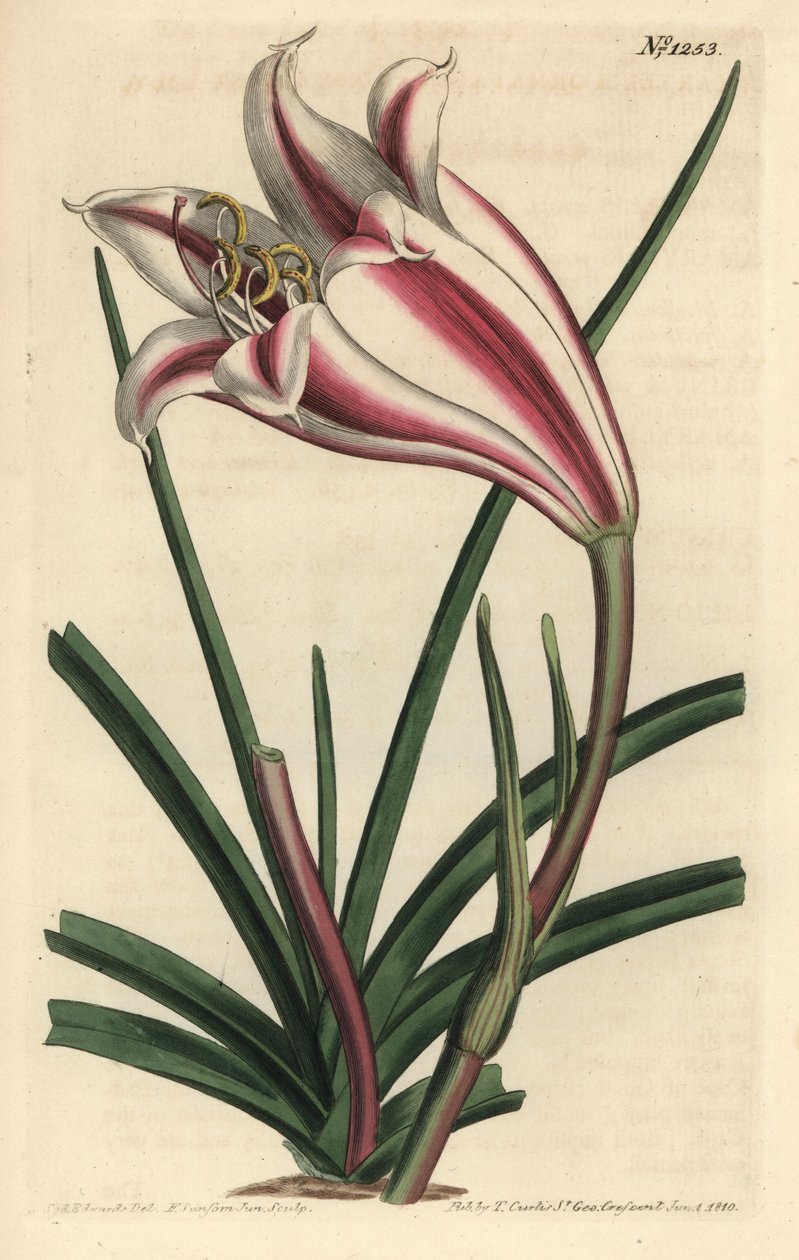Lelie Variété - Kaap kust lelie, Crinum ornatum (Amaryllis ornata). Handgekleurde kopergravure door F. Sansom Jr. naar een illustratie door Sydenham Edwards uit William Curtis