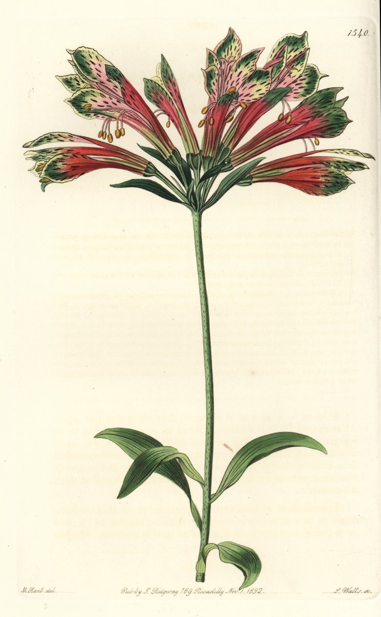 Lelie van de Inca