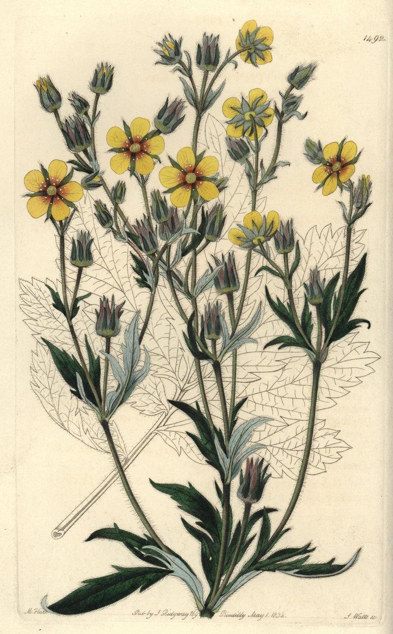Langbladige cinquefolia varieteit - Potentilla longifolia (Viscid cinquefoil, Potentilla viscosa) door Sydenham Teast Edwards