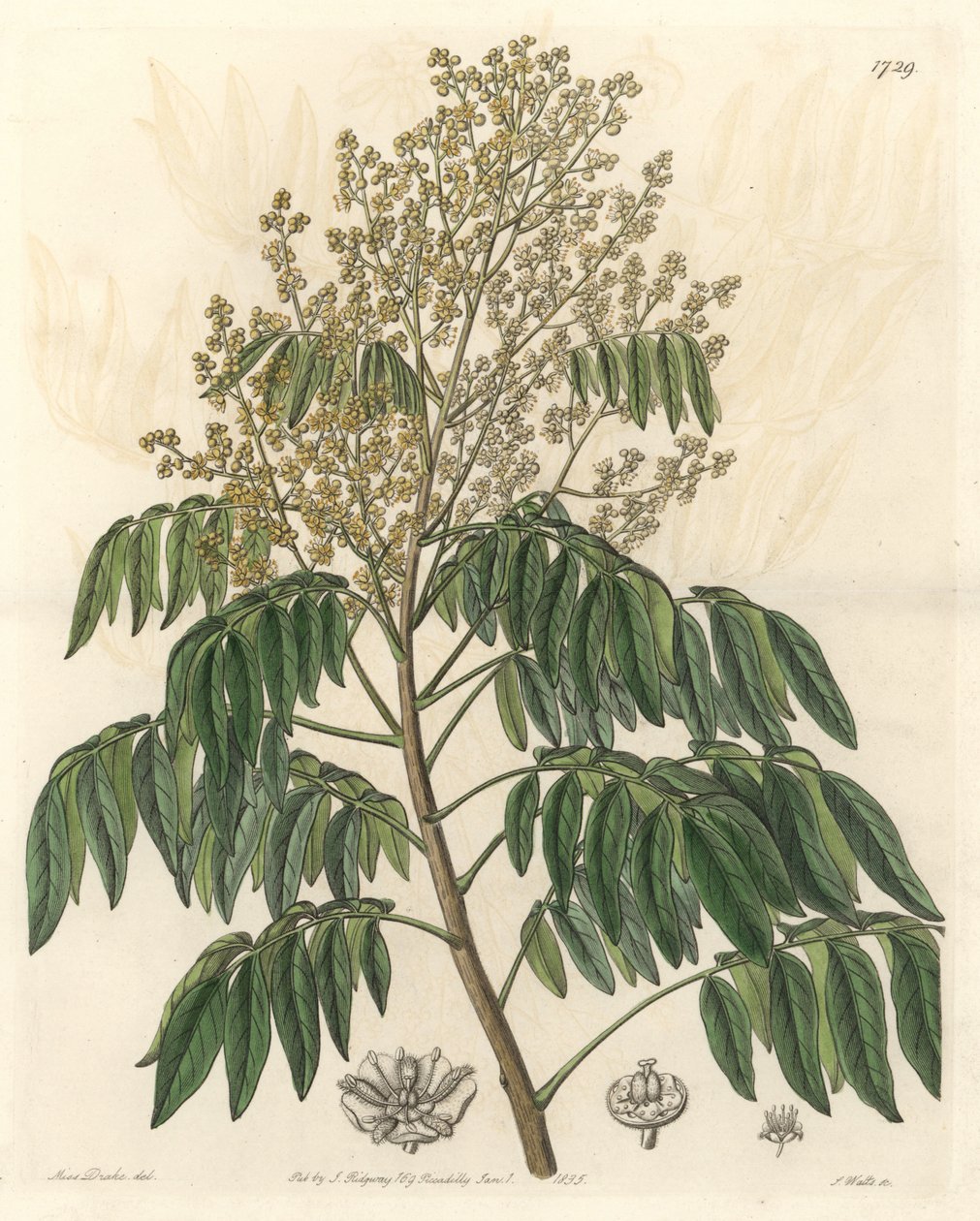Longanier, oorspronkelijk uit China - S. Watts sterke water uit een illustratie van Sarah Anne Drake (1803-1857), uit het Botanical Register door Sydenham Teast Edwards