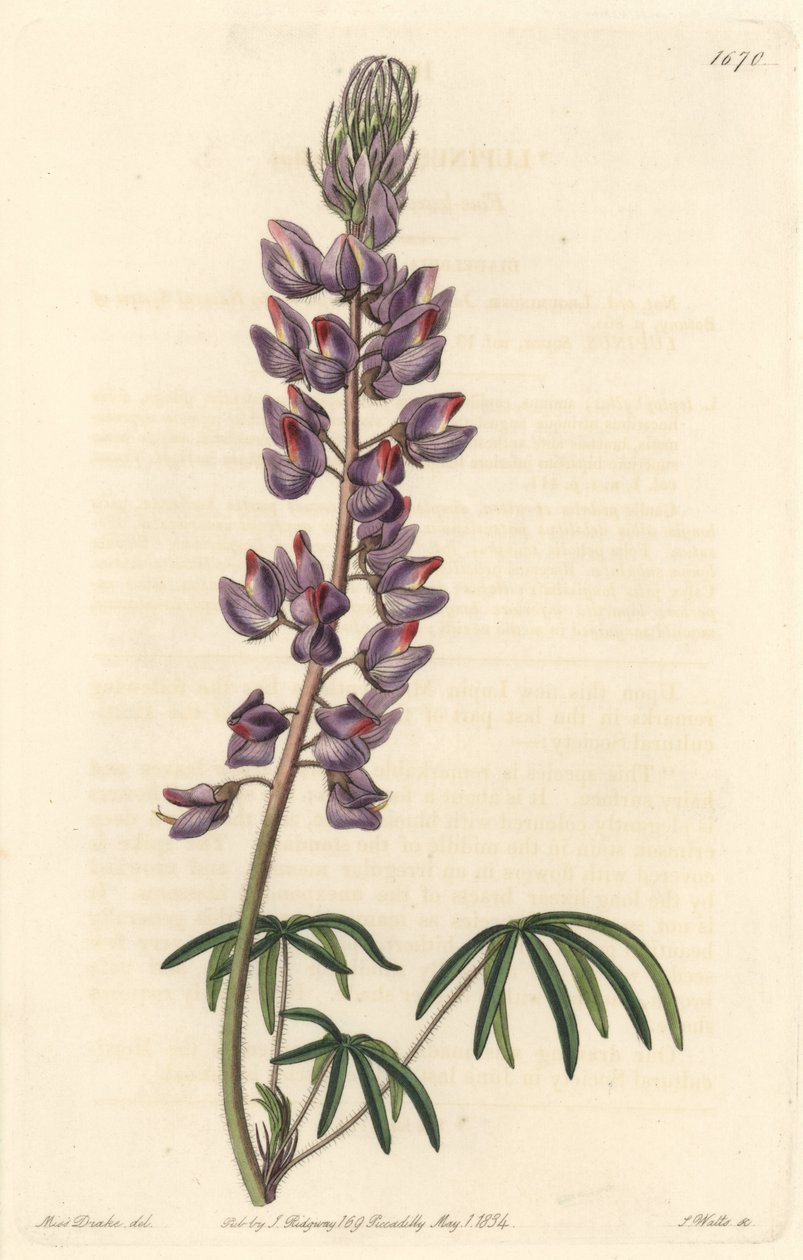 Lupine met smalle bladeren door Sydenham Teast Edwards