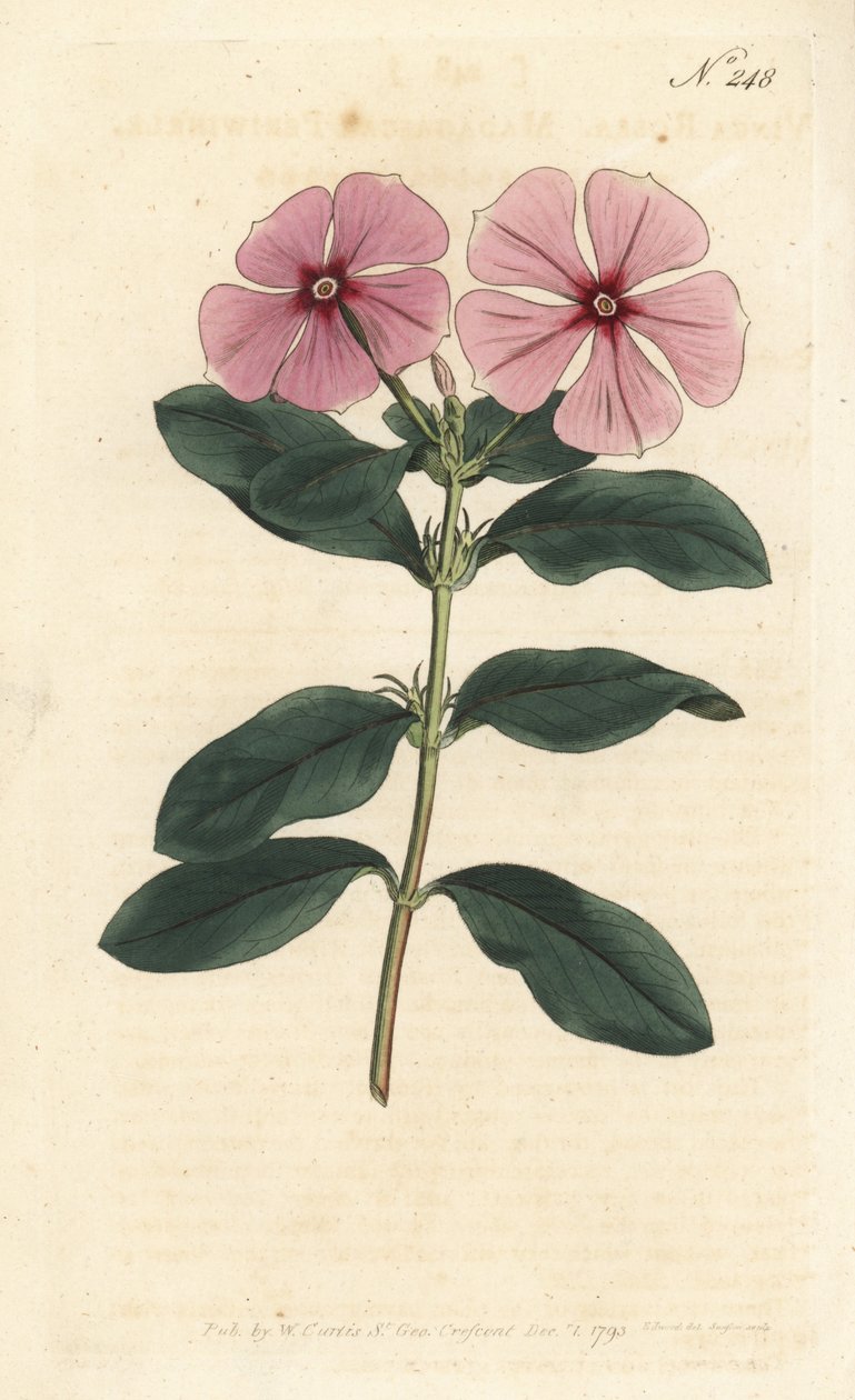 Madagaskar maagdenpalm, Catharanthus roseus (Vinca rosea) door Sydenham Teast Edwards