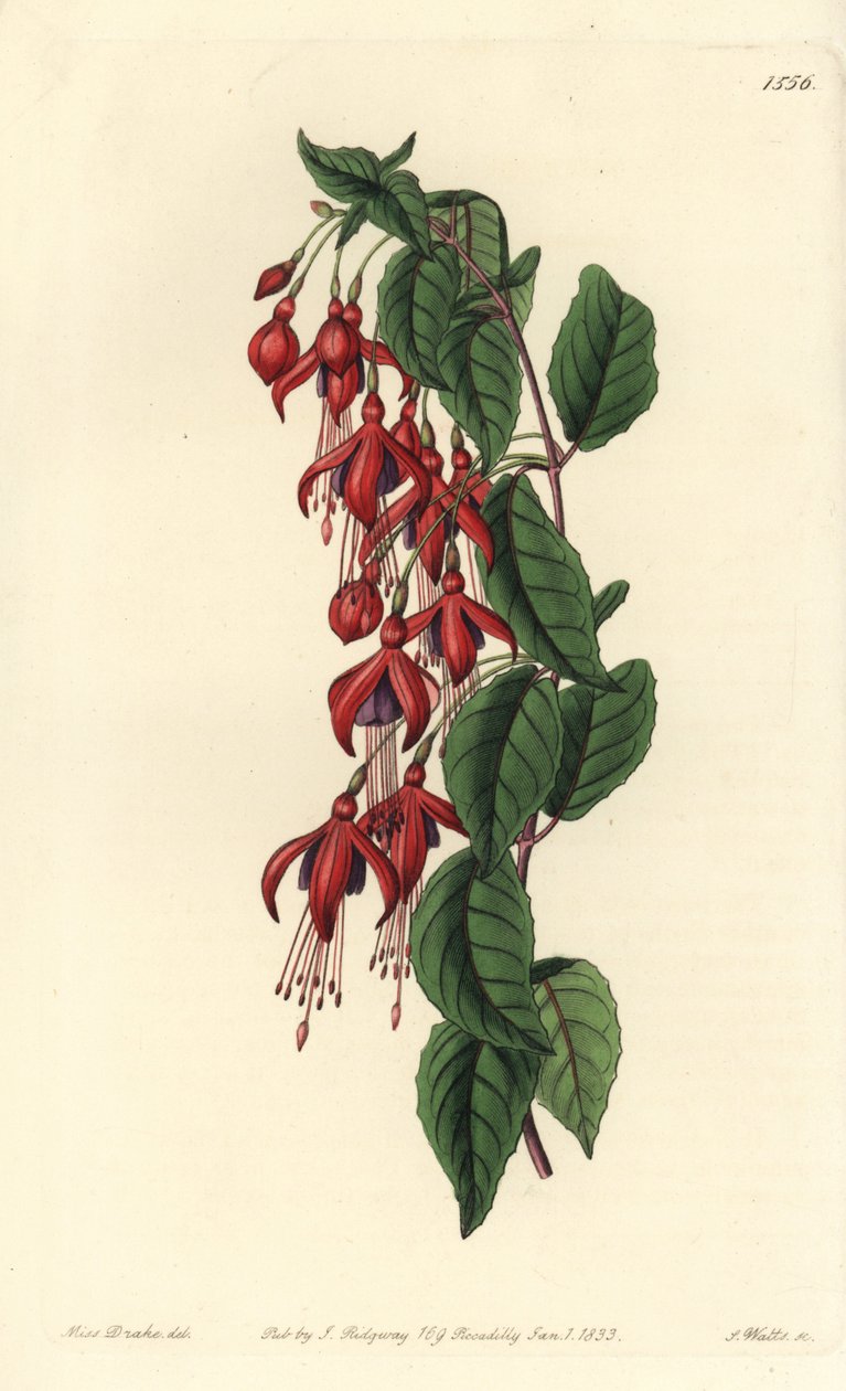 Magelhaenfuchsia - Kolibriefuchsia, Fuchsia magellanica door Sydenham Teast Edwards