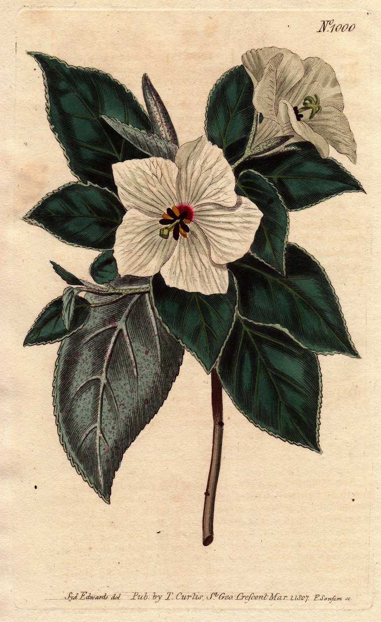 Melhania Sint-Helena met witte bloemen. St. Helena Rood hout met witte bloemen. Melhania erythroxylon door Sydenham Teast Edwards
