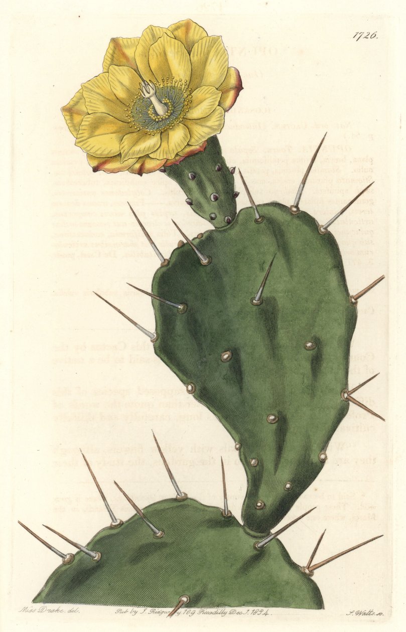 Monacanth Pactus, bloeiende cactus, afkomstig uit Zuid-Amerika - Sterk water door S. Watts naar een illustratie van Sarah Anne Drake (1803-1857), uit het Botanical Register door Sydenham Teast Edwards