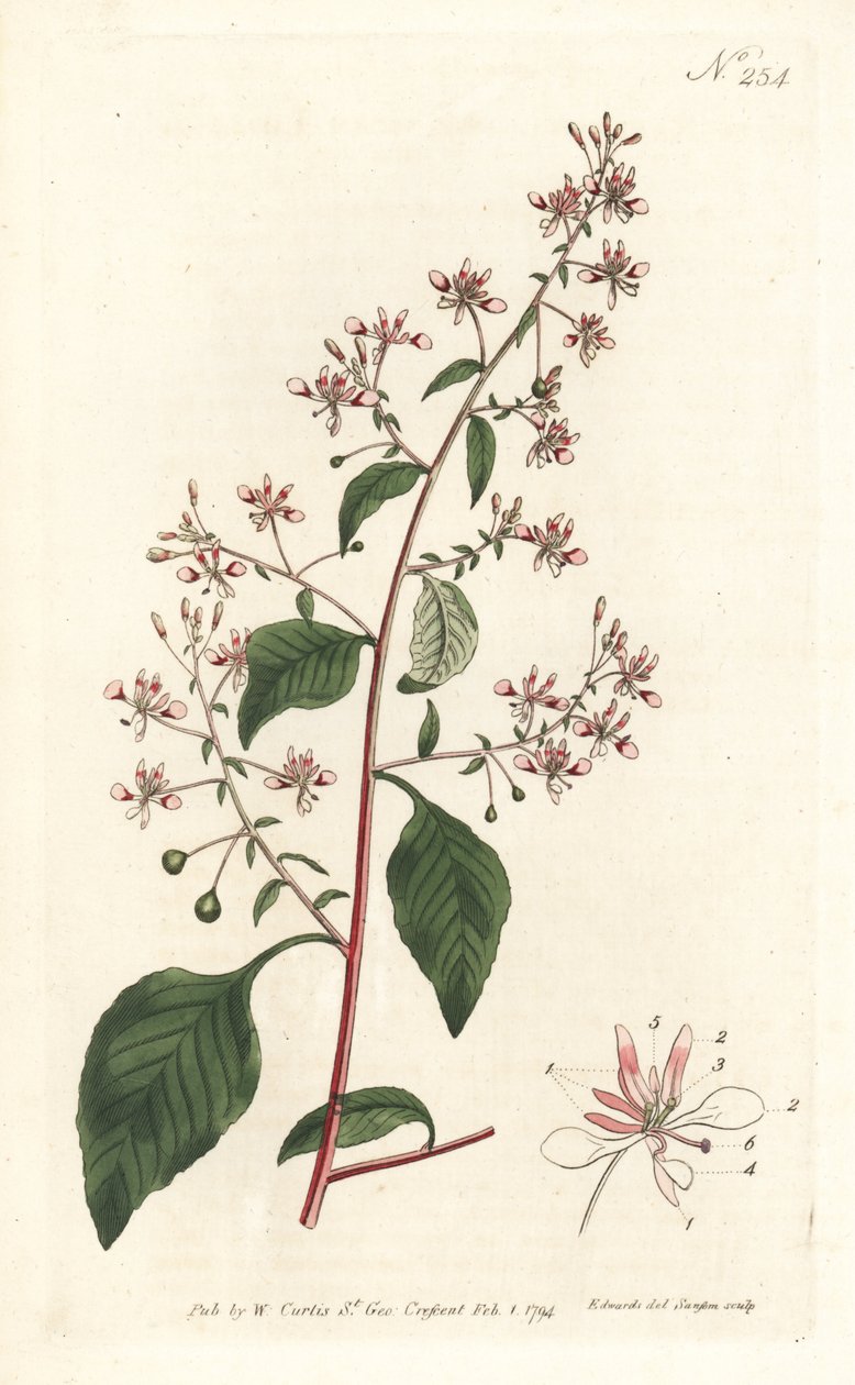 Muggenbloem of Mexicaanse lopezia, uit het Botanical Magazine door Sydenham Teast Edwards
