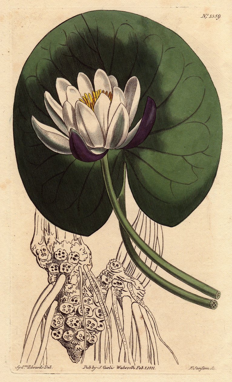Waterlelie met grote witte bloem voor zijn ronde blad, Nymphaea nitida - uit een botanische illustratie door Sydenham Edwards door Sydenham Teast Edwards