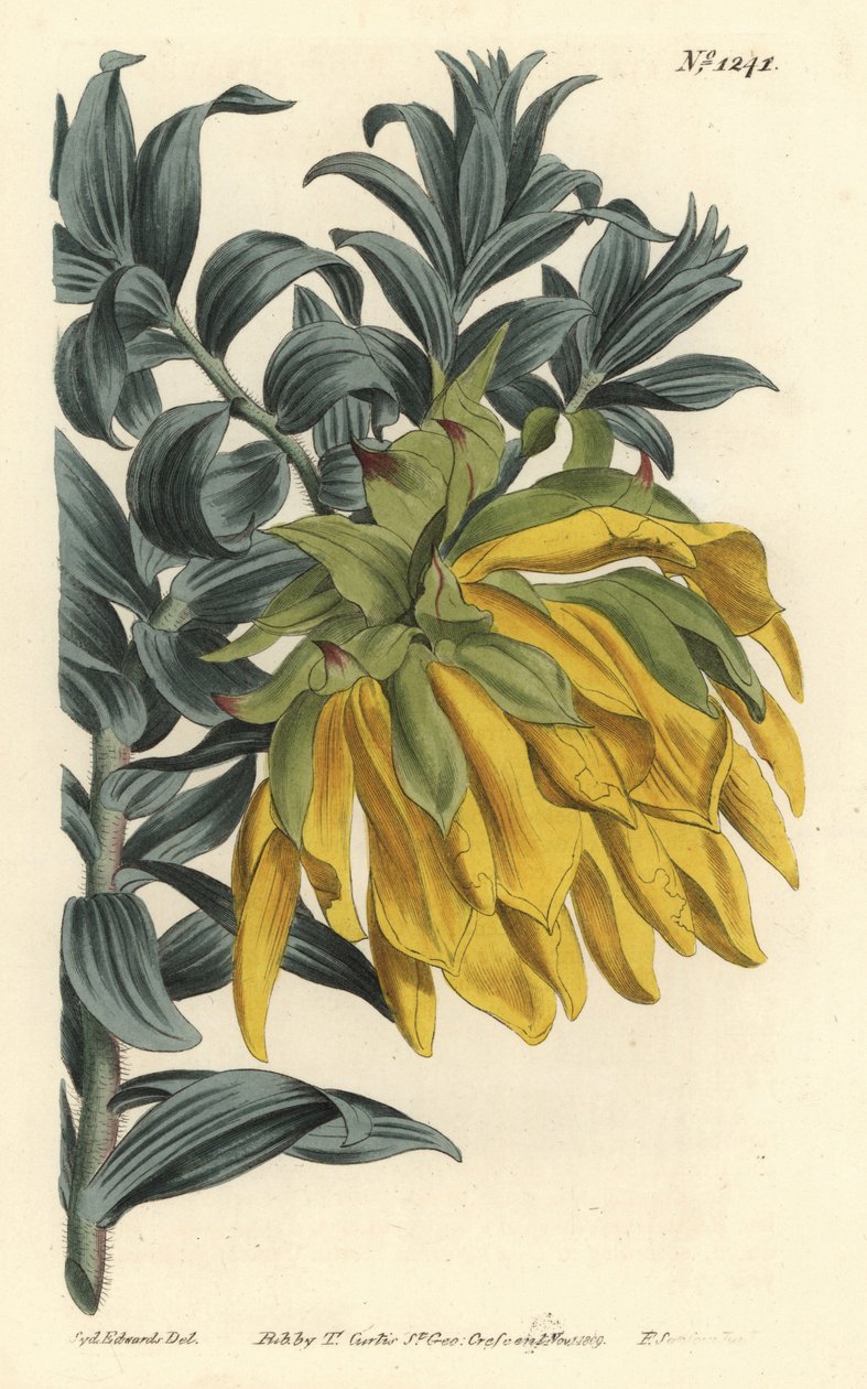 Oranje knikkende kop of bergdahlia, Liparia splendens (Ruscusbladige liparia, Liparia sphaerica) - uit William Curtis