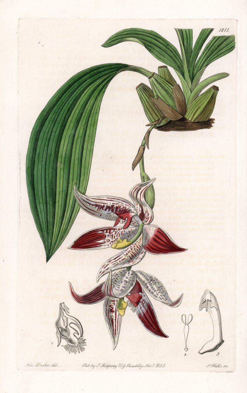 Orchidee: Paphinia cristata, afkomstig uit Amazonia - Plaat gegraveerd door S.Watts, uit een illustratie van Sarah Anne Drake (1803-1857), uit het Botanical Register van Sydenham Edwards (1768-1819), Engeland door Sydenham Teast Edwards